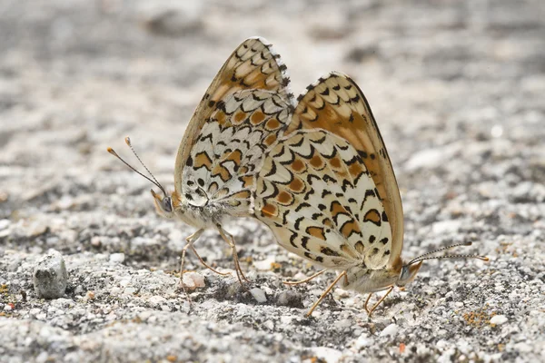 stock image Butterflies copulating.