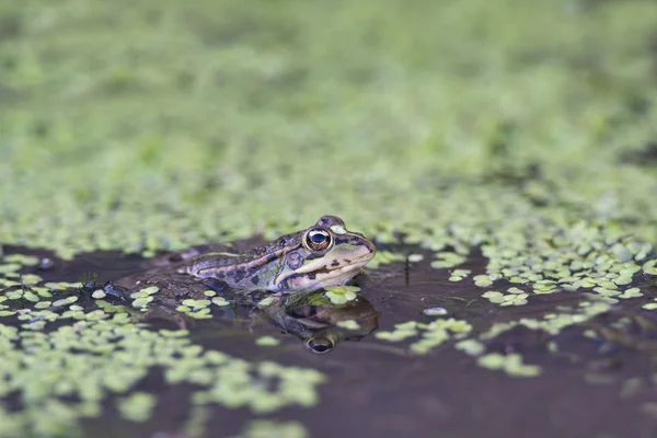 stock image Frog