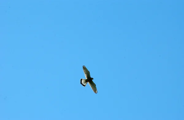 Vogelflug — Stockfoto