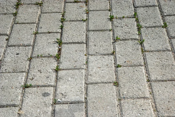 Azulejos de mosaico pavimento de hormigón con hierba — Foto de Stock