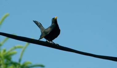 Turdus merula, Avrasya Blackbird bir tel üzerinde