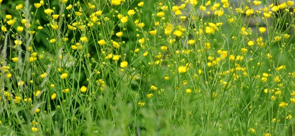 stock image Flowers and plants