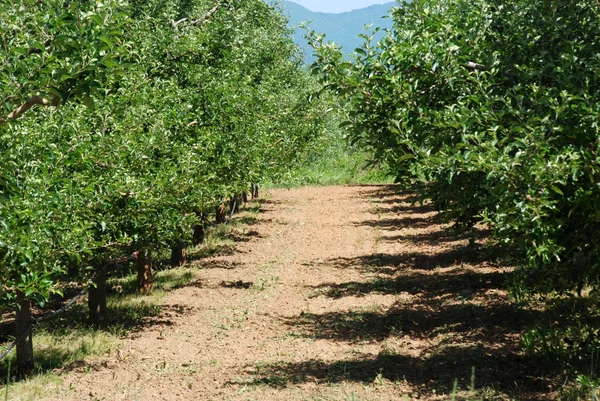 Apple orchard in june — Stock Photo, Image