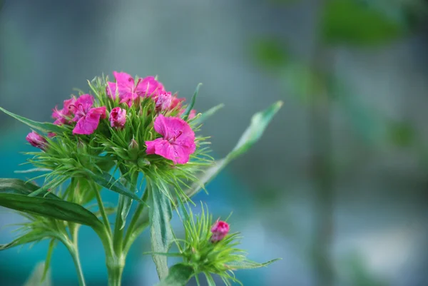 Rosa Blüten — Stockfoto
