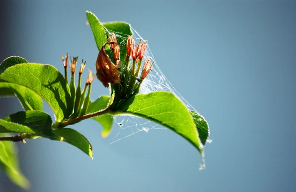 Spinnenweb op bloem — Stockfoto