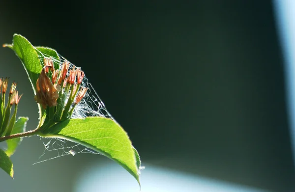 Паутина на цветке — стоковое фото