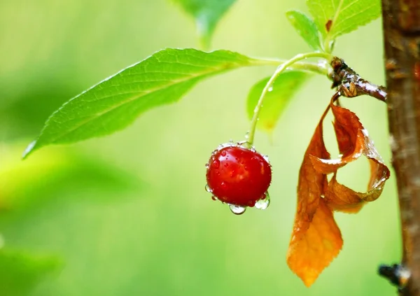 stock image Cherry with water drops