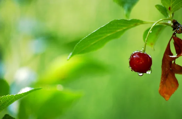 水滴と桜 — ストック写真