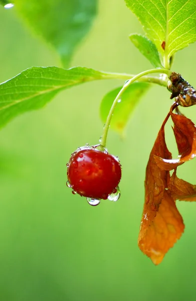 Stock image Cherry with water drops