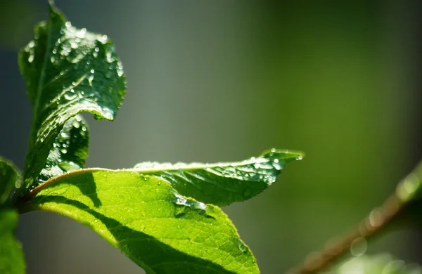 나뭇잎에 떨어지는 물방울 — 스톡 사진