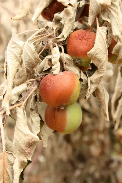 Appels beschadigd door hitte, vuur — Stockfoto