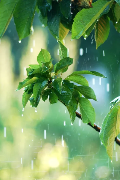 Gotas de chuva e folhas — Fotografia de Stock