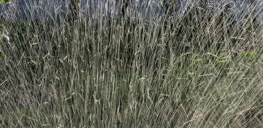 Waterdrop havai fişek