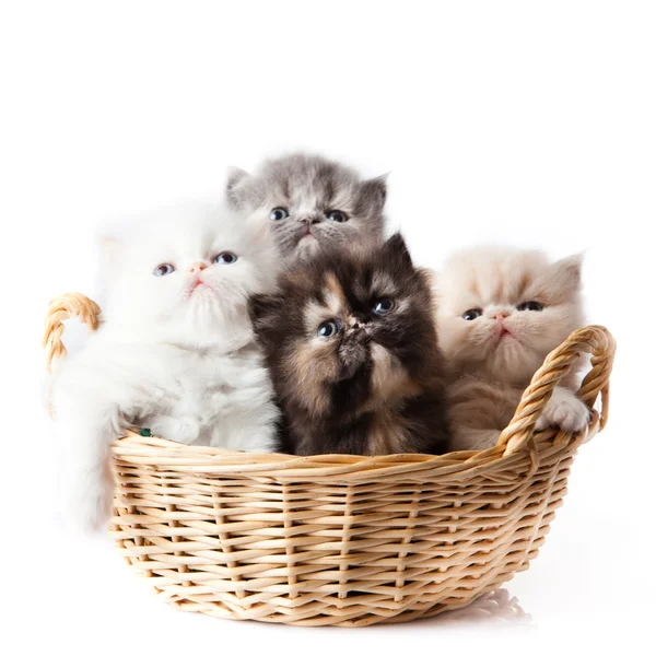 Mały kotek na białym tle. kotek Perski — Zdjęcie stockowe