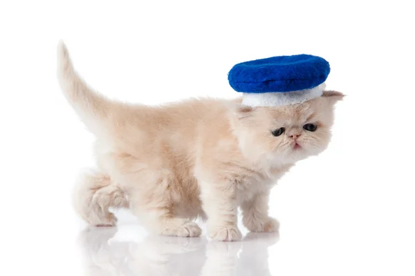 Kleines Kätzchen auf weißem Hintergrund. Perserkätzchen — Stockfoto