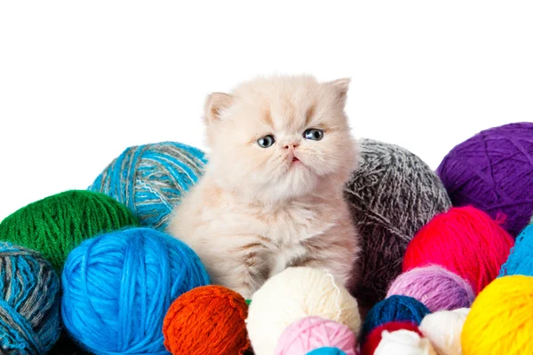 Little kitten on white background. persian kitten — Stock Photo, Image
