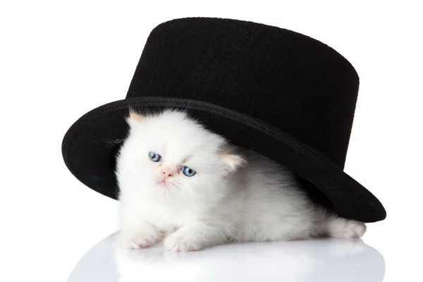 흰색 바탕에 작은 고양이 페르시아 새끼 고양이 — 스톡 사진