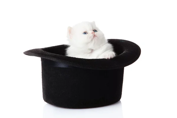 Kis cica, fehér háttér. Perzsa cica — Stock Fotó