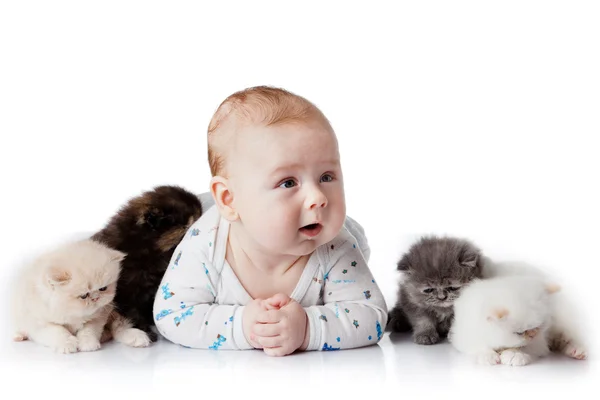 Kleines Kätzchen auf weißem Hintergrund. Perserkätzchen — Stockfoto