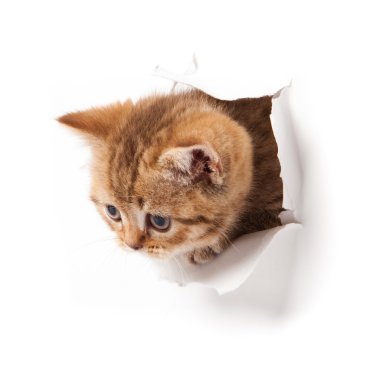 Kitten looking up in paper. clipart