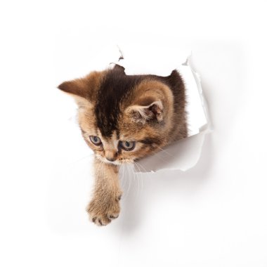 Kitten looking up in paper. clipart