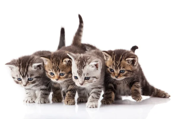 Kittens op een witte achtergrond — Stockfoto