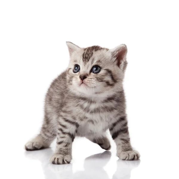 Gatito sobre un fondo blanco —  Fotos de Stock