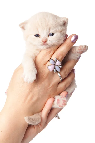 Kitten op een witte achtergrond. kleine kitten op een hand — Stockfoto