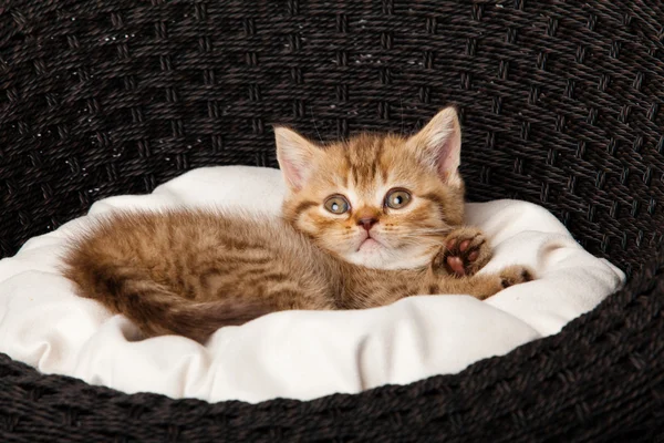 Kitten sleeping in the basket — Stock Photo, Image
