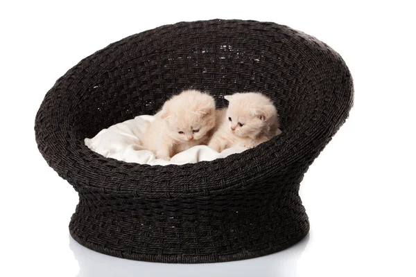 Sepet içinde uyuyan kedi yavruları — Stok fotoğraf