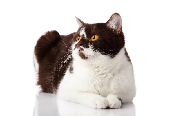 Krásná britská kočka na bílém pozadí — Stock fotografie