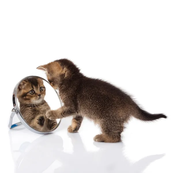Kätzchen mit Spiegel auf weißem Hintergrund. Kätzchen blickt in den Spiegel — Stockfoto