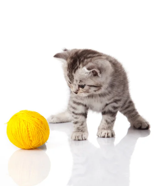 Kitten met ballen van draden. klein katje op witte achtergrond. — Stockfoto