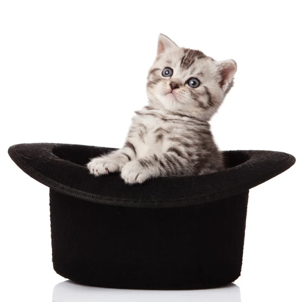 Kattunge i en hatt. — Stockfoto
