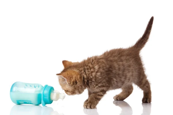 stock image British Kitten and baby milk bottle on white background.