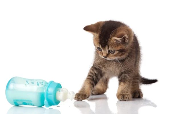 stock image British Kitten and baby milk bottle on white background.