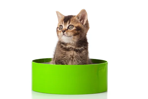 Kätzchen in grünem Geschenkkarton isoliert auf weiß. — Stockfoto