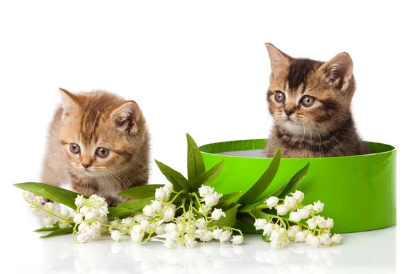 Kittens in green gift box isolated on white. — Stock Photo, Image