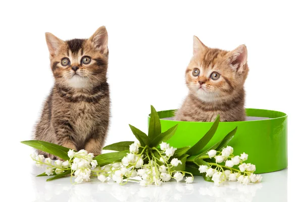 Gatinhos em caixa de presente verde isolado em branco . — Fotografia de Stock