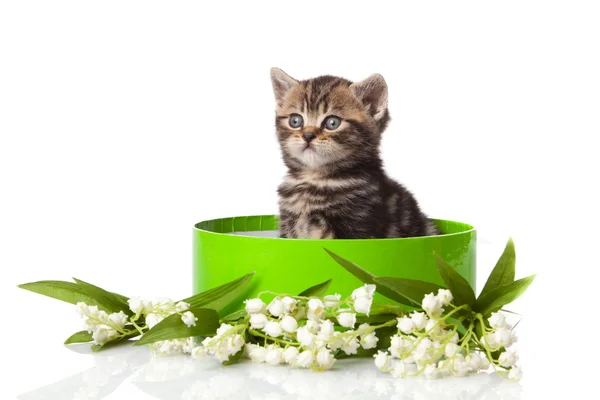 Γατάκι στο πράσινο δώρου που απομονώνονται σε λευκό. — Φωτογραφία Αρχείου