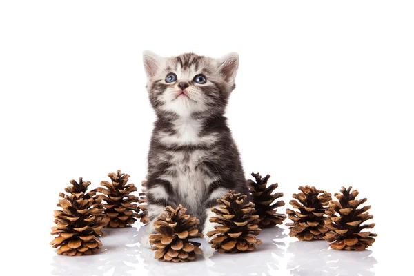 stock image British kitten with pine cones on white.