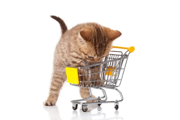 Британская кошка с шопинг-картой изолирована на белом. Озолирование котят — стоковое фото