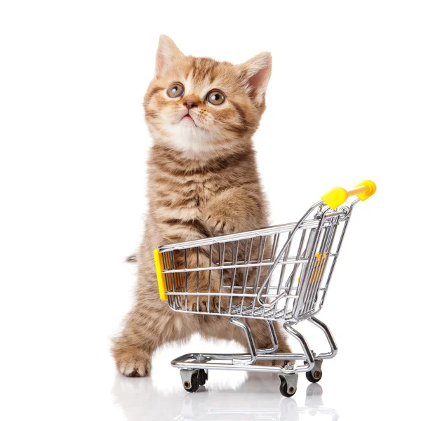 British cat with shopping cart isolated on white. kitten osolate — Stock Photo, Image