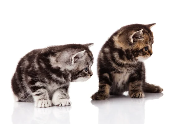 Gatinho em um fundo branco — Fotografia de Stock