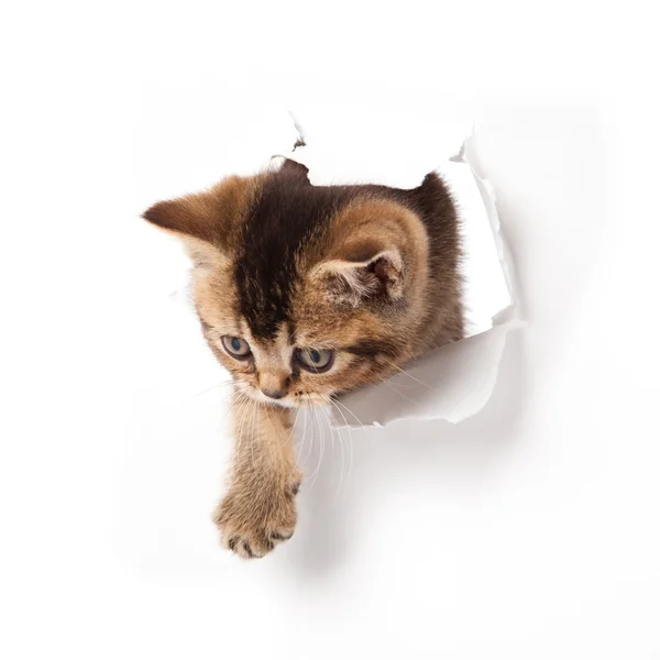 Kätzchen schaut in Papier auf. — Stockfoto