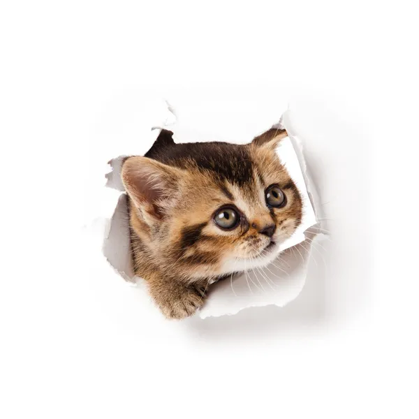 Kitten opzoeken in papier. — Stockfoto