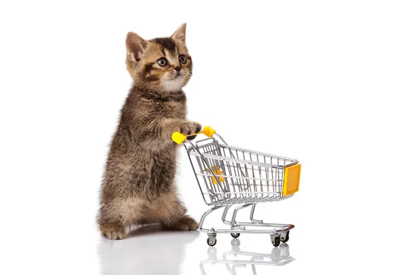 British cat with shopping cart isolated on white. kitten osolate Royalty Free Stock Photos