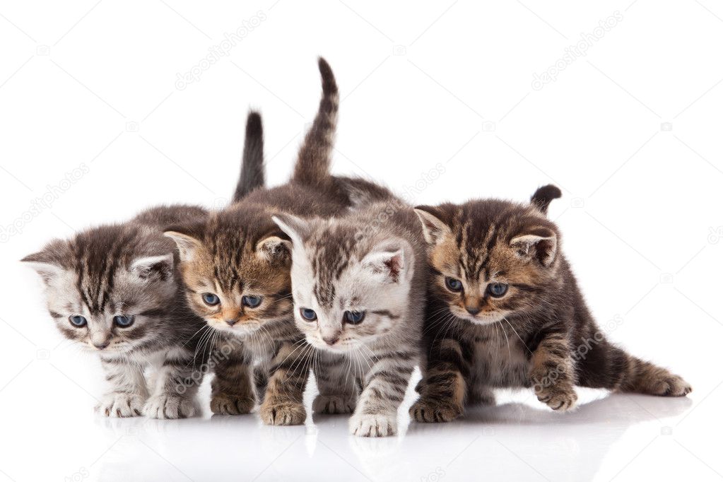 Kittens on a white background
