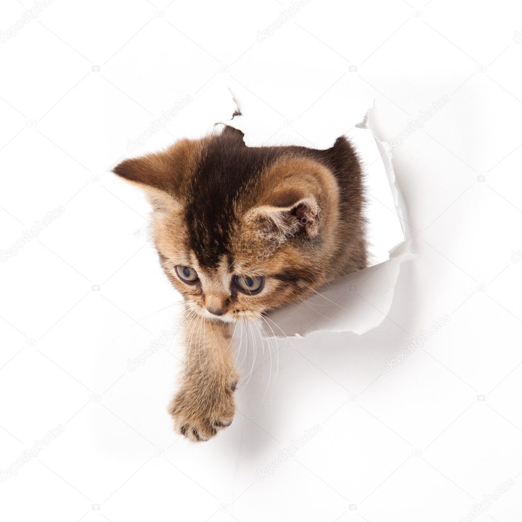Kitten looking up in paper.
