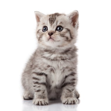 Kitten on a white background clipart